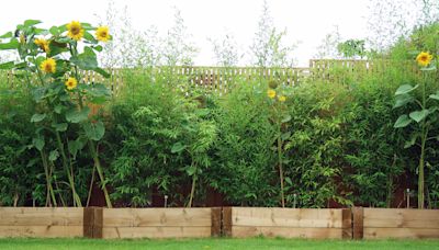 I'm a gardener & DIYed my own privacy screen - use my vine-pinching technique