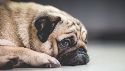 Dogs bought during Covid are more likely to be anxious than others