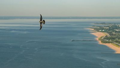 3 falcon chicks hatch atop the Verrazzano-Narrows Bridge in New York City