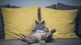 7 Best Cat-Proof Couches That Your Furry Friends Can't Destroy