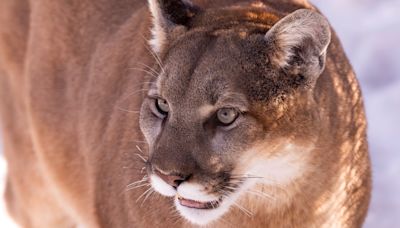 Man kills "aggressive" mountain lion with shovel at campground, wildlife officials say it doesn't qualify as an attack