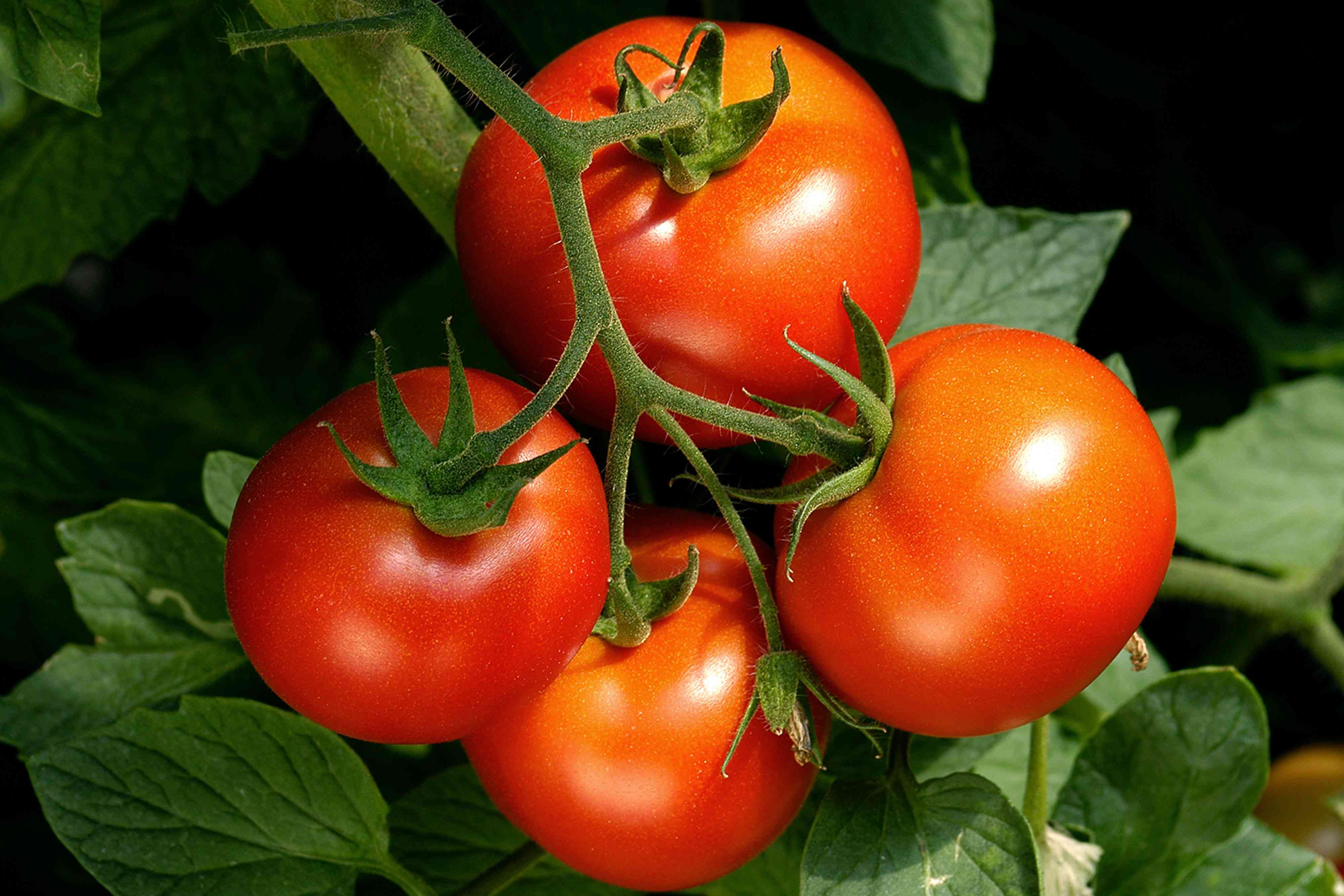 How to Prevent Blossom-End Rot, a Common Tomato Plant Disease That Can't Be Reversed