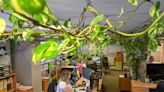 Office plant potted 15 years ago grows more than 300ft long