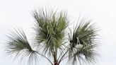 Dominion Energy is cutting down nearly 1,000 Palmetto trees on Edisto Beach. Why so many?