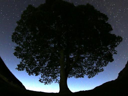 2 men are charged with cutting down famous 150-year-old tree near Hadrian's Wall in England