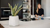 This air purifier looks like a plant pot, but it eliminates pollutants in a clever way