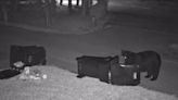 WATCH: Black bear rifles through trash can in Tampa neighborhood