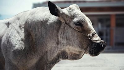 ‘Campeón’, el toro que se salvó de ser sacrificado, se jubilará en un santuario tras una larga batalla jurídica