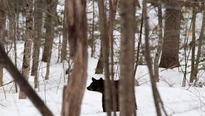 Bear dragged away car crash victim’s body