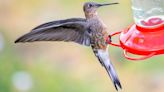 World’s largest hummingbird is actually two species | Cornell Chronicle