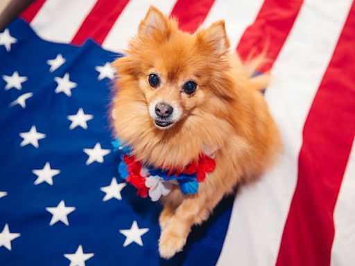 8 Ways to Keep Your Pet Safe on July 4th, According to an Expert