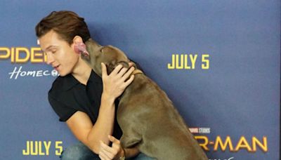 Tom Holland dice adiós a su chica favorita: su perrita Tessa