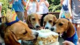 Virginia Lab Beagles Celebrate One Year of Freedom with Heartwarming Birthday Party