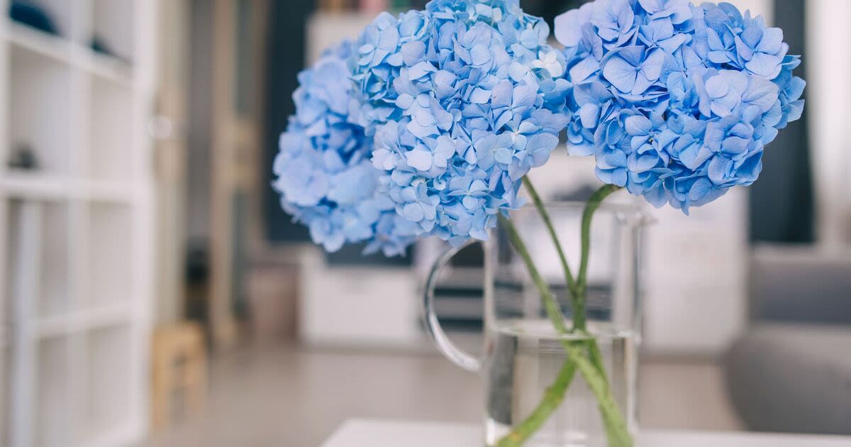 Gardening expert's homemade remedy that will see hydrangeas bloom abundantly