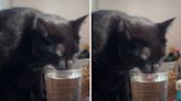 Owner's trick to get her cats to drink more water has internet in stitches