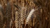 Tras las lluvias, se acelera la siembra de trigo