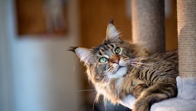 Maine Coon Cat Babysitting Precious Kitten Is Too Cute