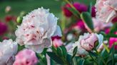 Good 2 Grow: Peonies – the almost-perfect plant