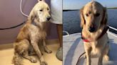 El emotivo regreso a casa de Rocky, el golden retriever que desapareció tras un accidente en bote