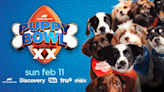 Super Bowl Sunday Step Aside, Here’s How to Watch the 2024 Puppy Bowl Online