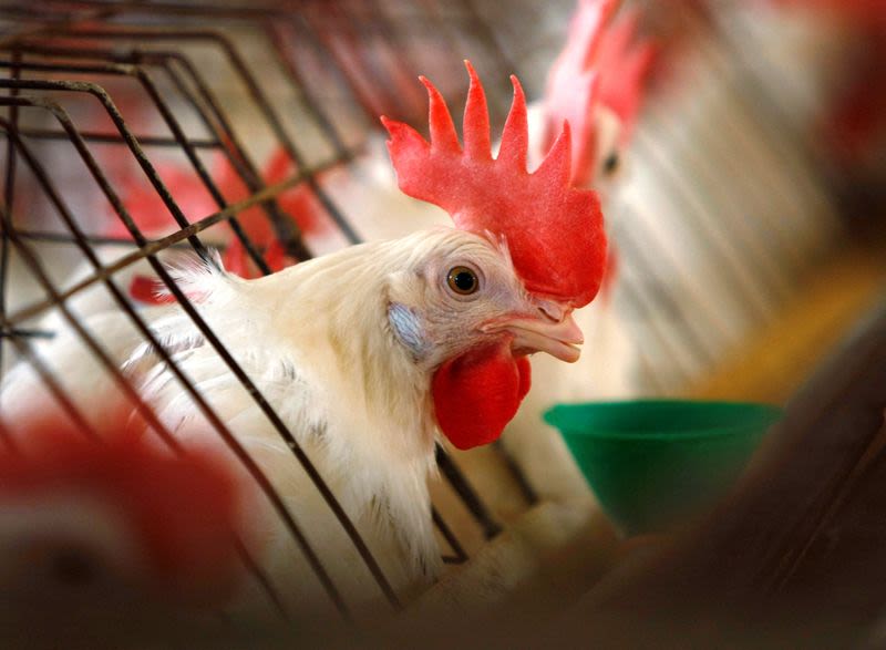 Chicken culling, disposal raise concern as bird flu spreads
