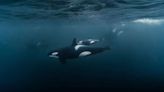 Estas orcas protegen a sus hijos, no a sus hijas, contra otras ballenas