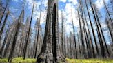 Giant sequoias burned because of humans. Of course we should try to help | Opinion