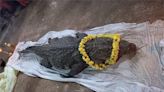 印度「素食神鱷」去世！70多年間從未傷人 近千信眾赴寺廟致哀