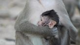 大谷翔平風潮吹進日本動物園 新生小猴以愛犬「Decoy」命名