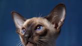 Dog-like felines: What to know about Siamese cats