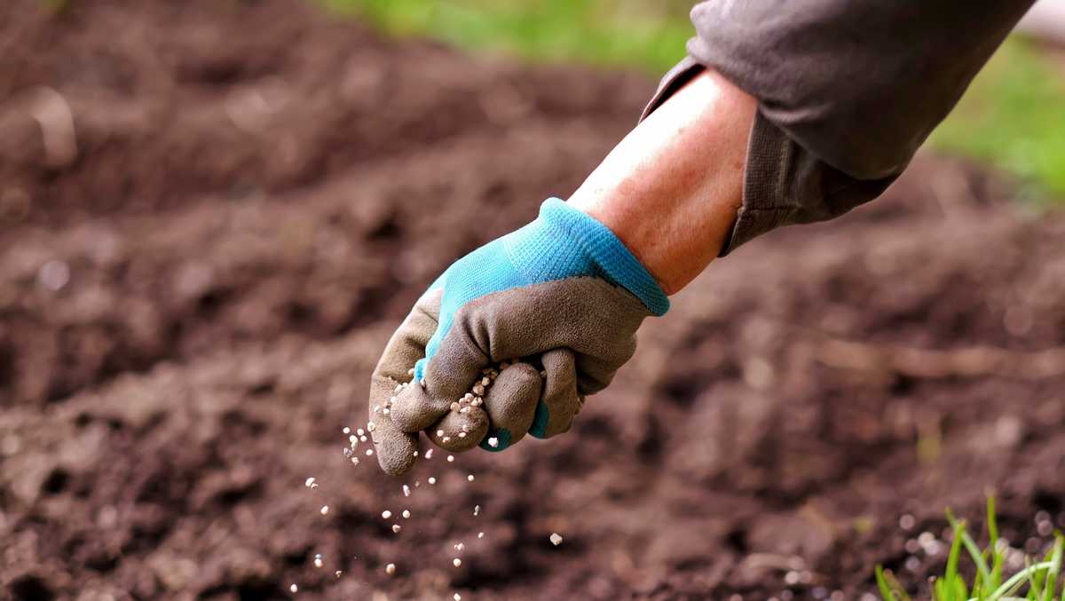 Fertilizer bans take effect in most SWFL communities this weekend