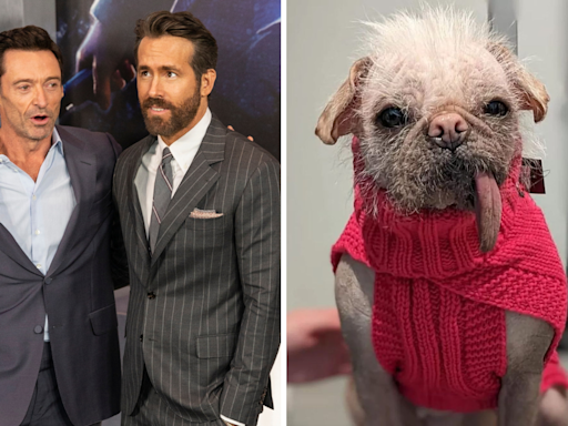 'Britain's Ugliest Dog' Set to Make Her Blockbuster Debut Thanks to Ryan Reynolds and Hugh Jackman