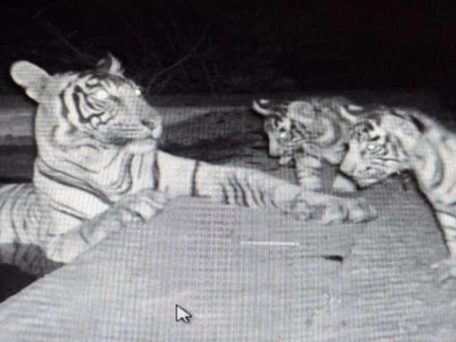 Tigress spotted with two cubs in Rajasthan’s Sariska Tiger Reserve