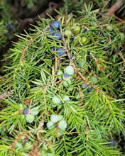 Common Juniper (Trees of Montana) · iNaturalist