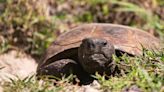 Collier commissioners discuss, then nix small tortoise preserve on Marco Island