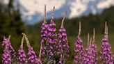 OPINION: Celebrating Alaska’s wild plants