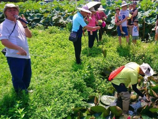 桃園蓮花季IG美照上傳有機會獲折疊收納手推車 荷田小廚房8/17實作體驗 | 蕃新聞