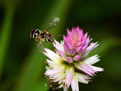A Slap of a Honeybee’s Wings...... sends ant invaders flying away