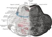 Reticular formation