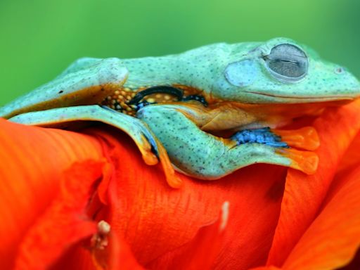 Dreaming about frogs? Why these dreams are actually considered lucky