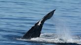 It's nearly winter. Jersey Shore beaches are quiet — but not enough for our whales