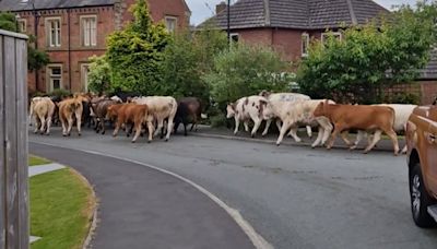 Herd of 45 escaped cows rampage down quiet Yorkshire street