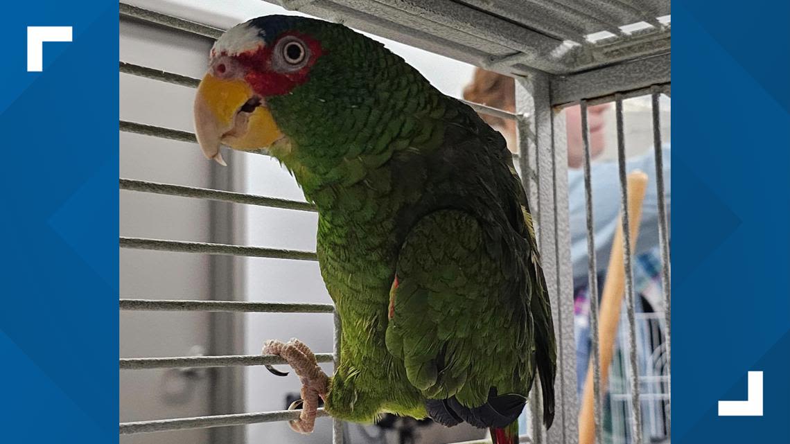 A foul-mouthed parrot named Pepper is looking for a home