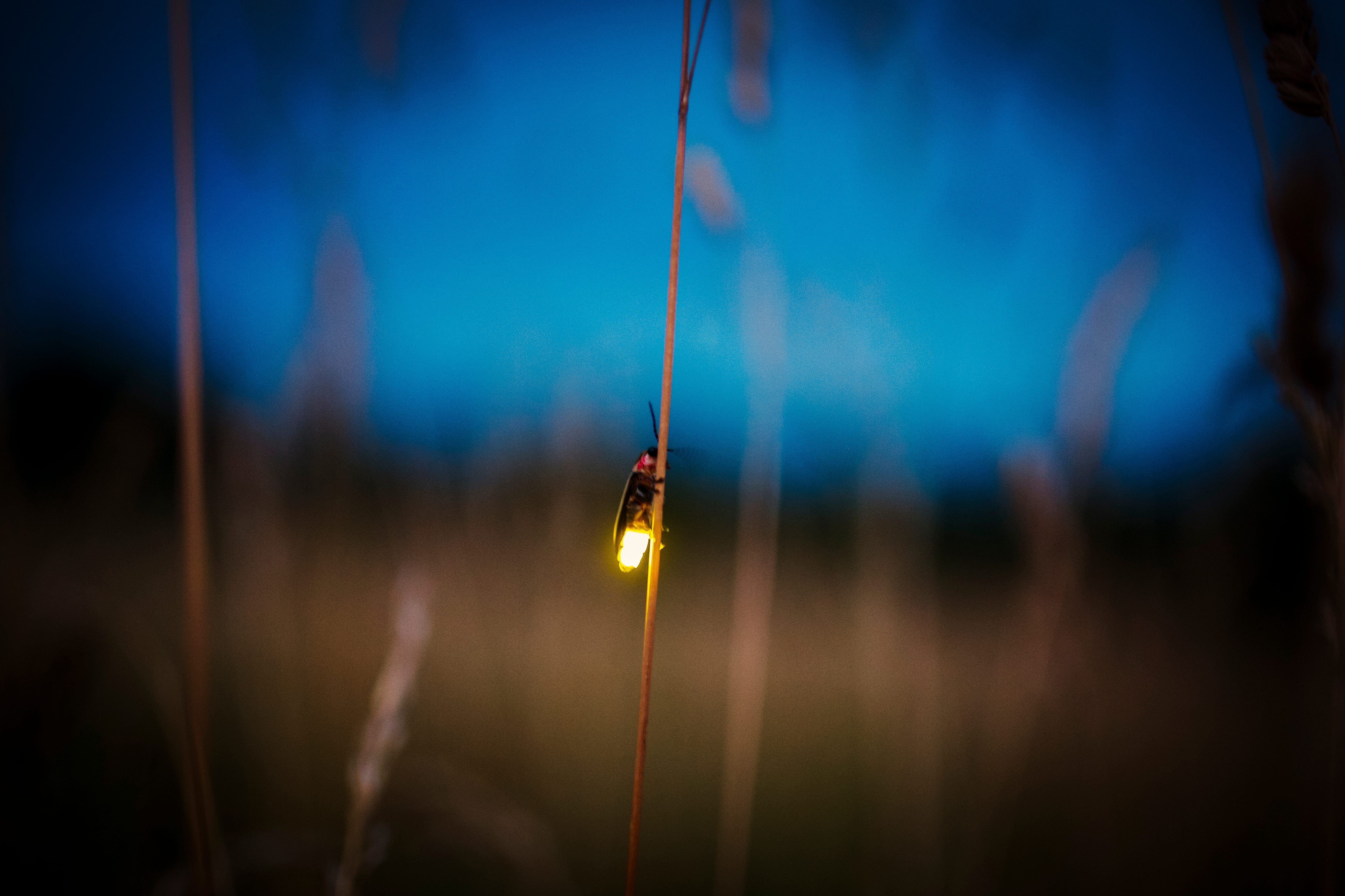 Lightning bugs often light up backyards in the summer. Why you may see more fireflies.