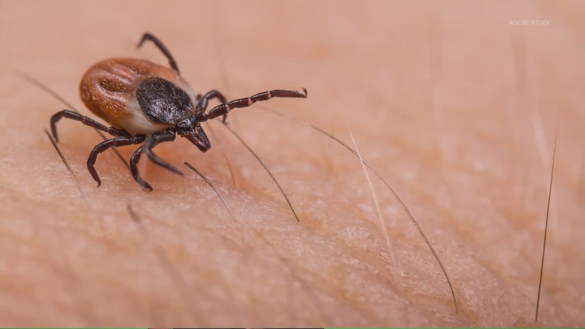 Tick Watch STL: How to report a tick in St. Louis County or the Metro East