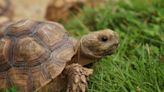 Tiny Tortoise Celebrates Birthday With Larger-Than-Life Celebration