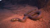 How Australia's King Brown Snake Got Its Name