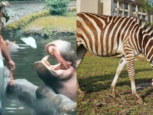 遊客餵河馬吃膠袋還「對斑馬鹹豬手」 印尼動物園查出車牌促道歉