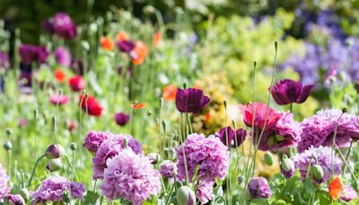 Flowering plants to sow in May that will see big summer blooms in warmer months