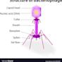 bacteriophage Vector